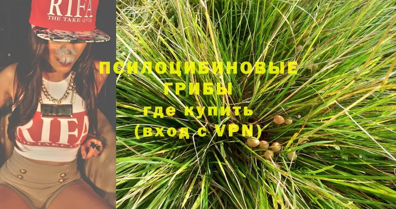 Галлюциногенные грибы Psilocybe  Дмитриев 